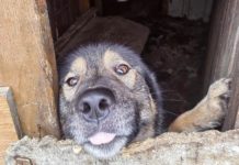 Томские зоозащитники ищут нового хозяина псу Дику. Собака 1,5 года сидела взаперти