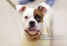 Новая глава жизни: спасенный из рук живодеров в Томске пес Тим идет на поправку