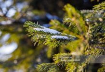 Какая погода будет на Крещение 19 января в Томске и Томской области