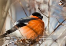 Какая погода будет в конце января: прогноз для Томска и Томской области