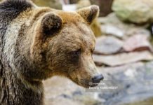 Охотник застрелил медведя-шатуна на севере Томской области