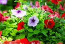 Петунии, бегонии, вербены: какими цветами украсят Томск в 2024г