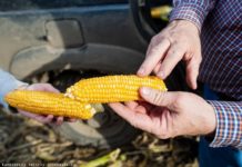 Томские ученые смогли повысить урожайность кукурузы