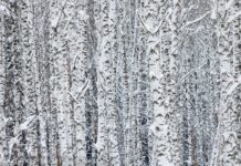 Начальник появился в департаменте природных ресурсов Томской области