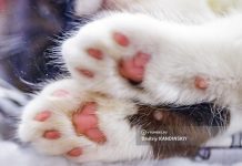 Спасатели в Томске помогли коту, чья лапка застряла в сливе ванны