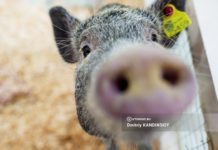 Роспотребнадзор выдаст предостережение мини-зоопарку, где микропиг схватила девочку за руку