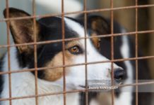 Отловленных в Томске «Верным другом» собак не перевозят к новому подрядчику в Северск