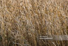 Томская область планирует увеличить урожай зерна после проблемного 2023г