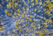 Штрафом отделался красноярец, сделавший липовый документ на самолет для мониторинга томского леса