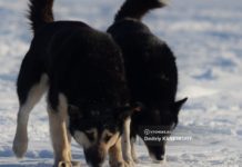 Две бездомные собаки в Томске умерли в судорогах. Очевидцы заявляют, что их отравили