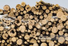 Имущество лесозаготовителя на севере Томской области арестовано за долги на 164 млн руб