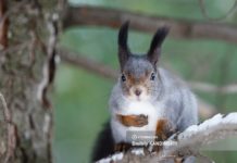 Синоптики озвучили прогноз погоды в Томске и Томской области на середину февраля