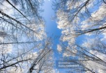 Мужчина ушел в лес в Томском районе и пропал. Его отправились искать волонтеры