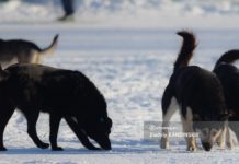 В Томске провели вскрытие собак, погибших в судорогах. Эксперты нашли признаки отравления