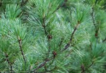 Власти сообщили, на какой площади в Томской области за год восстановили лес