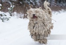 Штрафы до 5 тыс руб за самовыгул собак начали действовать в Томске