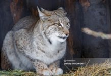 Рысь пришла в село Томской области и напала на собаку