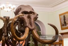 Большую кость обнаружили в Томской области. Предположительно, она принадлежит мамонту