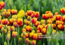 Как будем отдыхать в марте 2024: рабочие и выходные дни