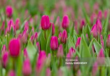 Не только цветы и конфеты: что подарить на 8 Марта?