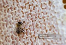 Один томич съедает в среднем 0,5 кг меда за год