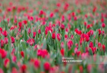 Новые автобусы, ликвидация департамента в мэрии и море красочных тюльпанов: дайджест новостей