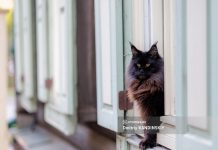 Кошки в томских окошках. 15 интересных фактов о котиках