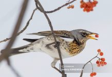 Стал известен прогноз на начало марта в Томске и области: какая будет погода?