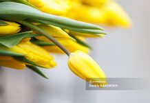 Международный женский день — 8 Марта: кто придумал праздник, его значение и традиции