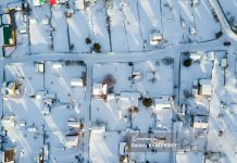 Два алабая загрызли собаку в Томском районе. У них есть хозяин, и это не первый случай