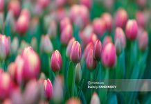 Прогноз в Томске на 8-10 марта: какая погода будет в праздничные выходные