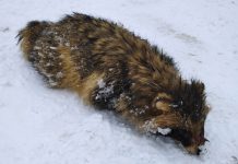 Еле живую енотовидную собаку нашли в Колпашево. Предположительно, у нее бешенство