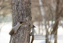 Прогноз на субботу и воскресенье 30-31 марта в Томске: какая будет погода