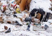 Шкуры овец больше недели гниют около мусорных баков в Томске. Куда обращаться за вывозом биоотходов?