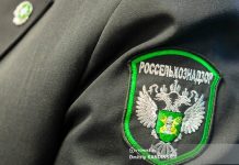 «Северный поток» и «Бумбараш»: какие нелегальные сорта семян нашли в Томской области