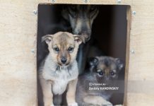 Дума Томской области вернет в Стрежевой инициативу по усыплению бродячих собак