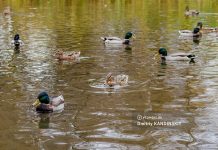 Сезон охоты на пернатую дичь начнется в Томской области в конце апреля