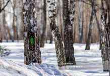 Потепление до +13°С обещают в Томске в начале апреля