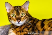 Семипалый пиксибоб и ласковый «британец» Вольтик: «Федерация кошек» приехала в Томск