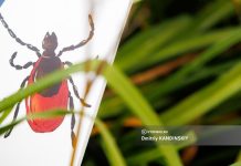 В клиниках СибГМУ открылся кабинет экстренной профилактики клещевой инфекции