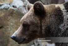 Инспекторы не нашли следов медведя около томской деревни