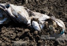 Агронома томской компании ждет суд за порчу земли навозом. Ущерб превысил 5 млрд руб