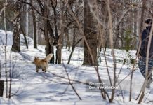 Обработка Томска от клещей начнется в конце апреля