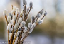 Вербное воскресенье 28 апреля 2024: история, приметы, обычаи праздника, что нельзя делать