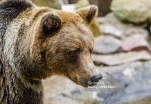 Женщина увидела медведя у железной дороги в районе томского поселка