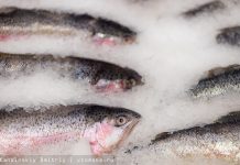 Томские ученые разработали метод извлечения микропластика из рыбы