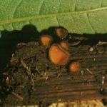 Скутеллиния щитовидная