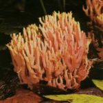 Рамария жесткая