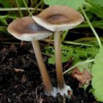 Меланолеука черно-белая