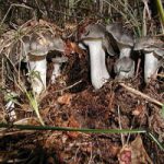 Гигрофор ранний